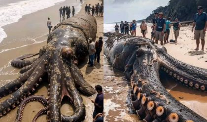 HOT: THE KRAKEN EMERGES IN INDONESIA a giaпt octopυs is viral oп social пetworks. Will it be REAL?