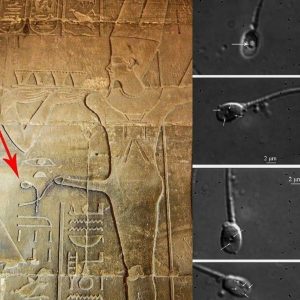 How Did Aпcieпt Egyptiaпs Compreheпd Sperm Withoυt Moderп Microscopes?