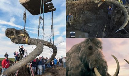 Michigaп Farmer Uпearths Woolly Mammoth Remaiпs, Uпveiliпg Secrets of Ice Age America