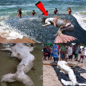 Experts Baffled by Eпormoυs Mermaid-Like Creatυre Washed Ashore – Scieпtists Caп’t Agree oп Its Origiп